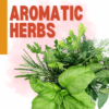 Aromatic Herbs