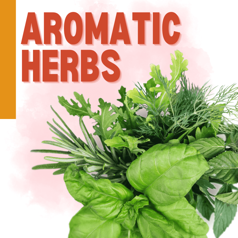 Aromatic Herbs